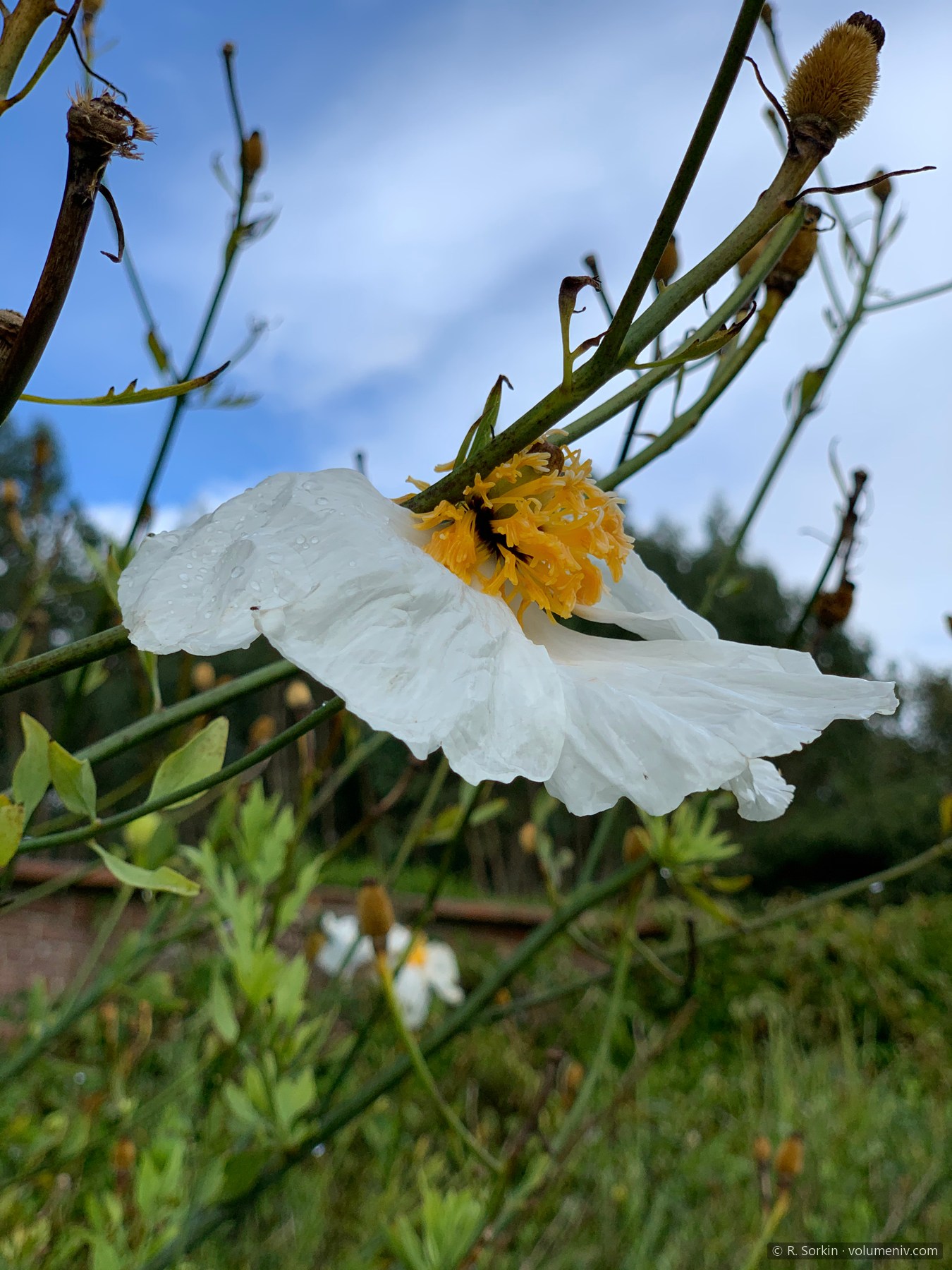 After the rain