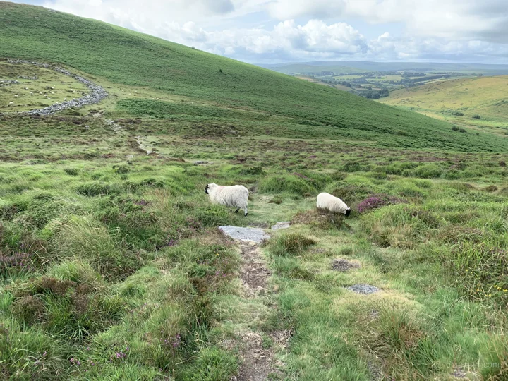 A view from Dartmoor National Park