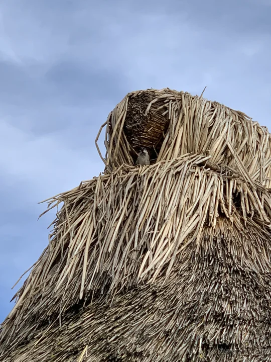 Woven thatch against the sky