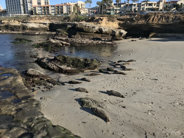 A view from San Diego